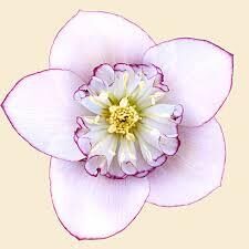   № 95   Quintessa Ice 